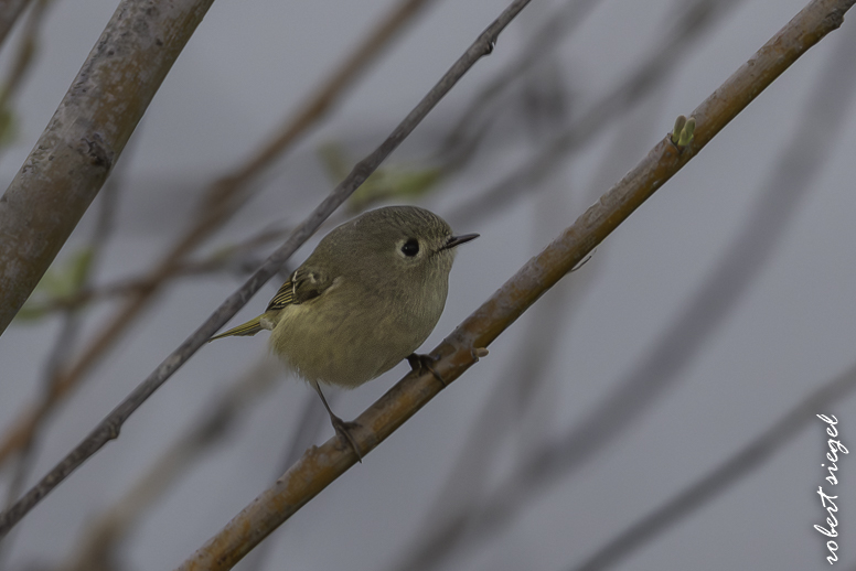 emily renzel wetlands 2026
